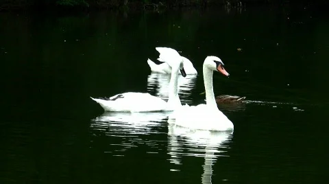 Swans Video stock 812225