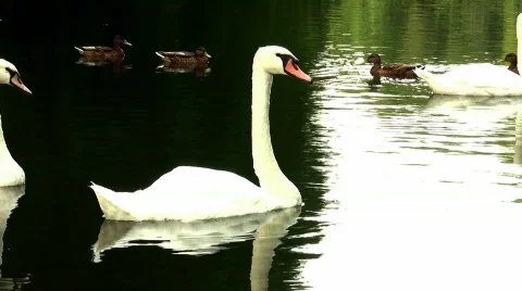 Swans Video stock 812246