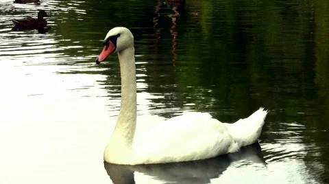 Swans Video stock 812763