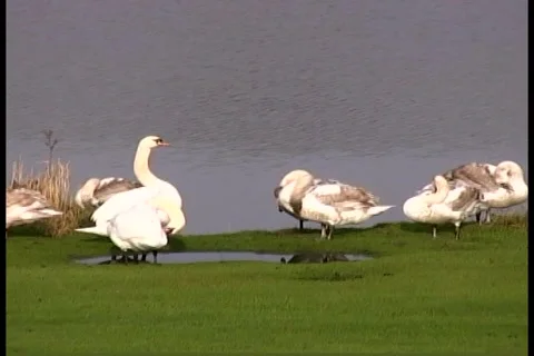Swans Stock Footage 991665