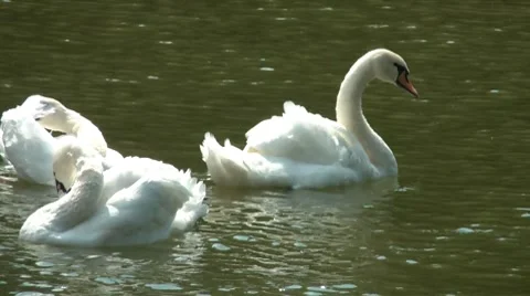 Swans Vídeos de archivo 7764039
