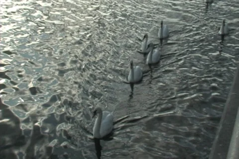 Swans Stock Footage 8540433