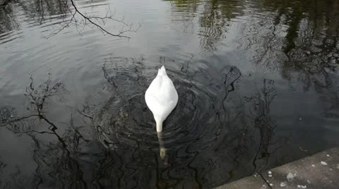 Swans 動画素材 10906260