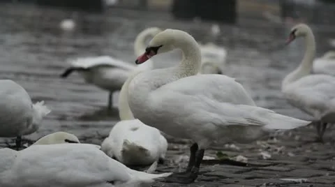 Swans Stock Footage 11343789