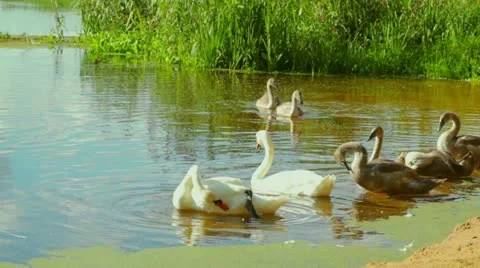 Swans Stock Footage 11883336