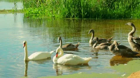 Swans Stock Footage 11883425