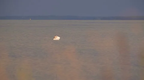 Swans Vídeos de archivo 16415195