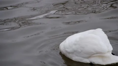 Swans Stock Footage 21253225