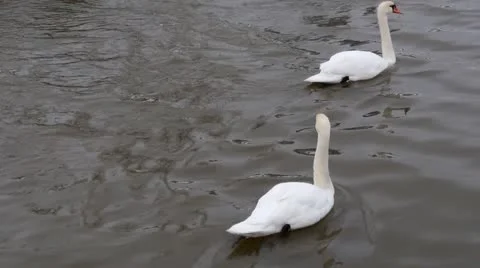 Swans Stock Footage 21253279