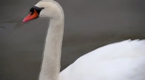 Swans Stock Footage 21253561