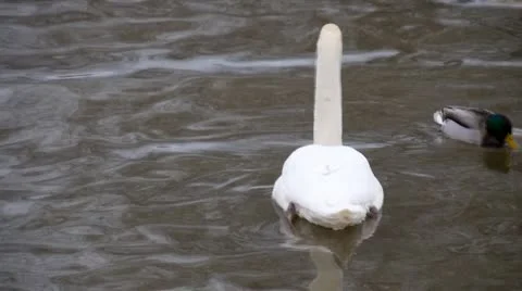 Swans Stock Footage 21253574