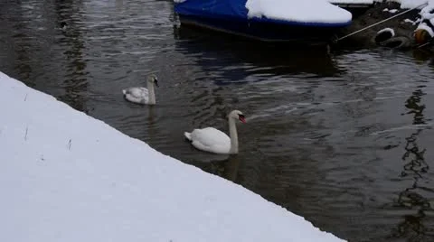 Swans Video stock 21253674