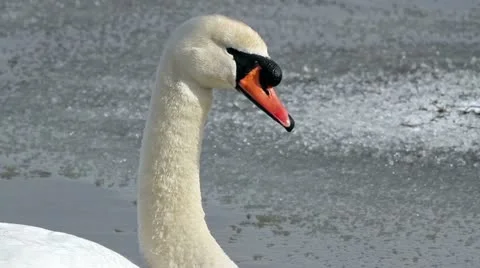 Swans Video stock 22403938