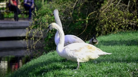 Swans Stock Footage 25509486