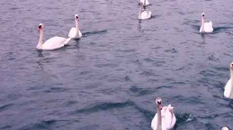 Swans 스톡 동영상 33546243