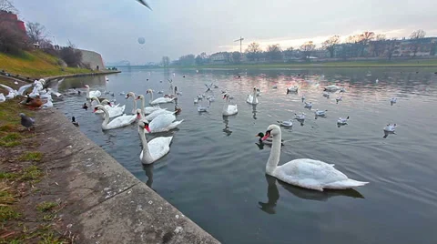 Swans Stock Footage 34358893
