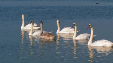 Swans. Stock Footage 35983986