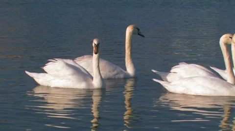 Swans. Stock Footage 35987074