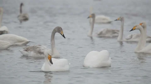 Swans 動画素材 36079649