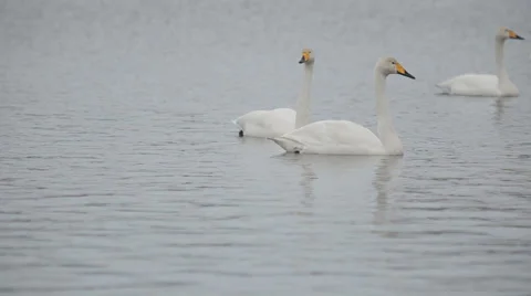 Swans 動画素材 36079703