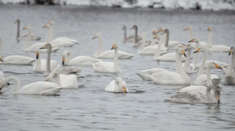 Swans 動画素材 36079710