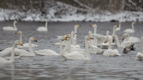 Swans 動画素材 36079711