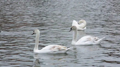 Swans  Stock Footage 36955365