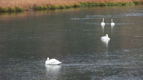 Swans Vídeo Stock 72571636
