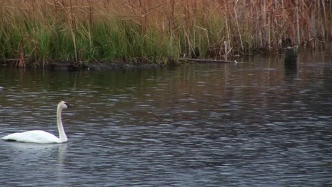 Swans Vídeos de archivo 72571675
