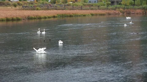 Swans Vídeo Stock 72571677