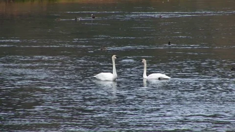 Swans Vídeo Stock 72571682