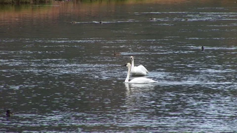Swans Vídeo Stock 72571684