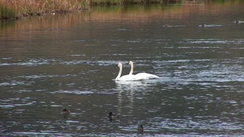 Swans Vídeo Stock 72571686