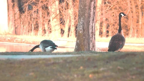 Swans 스톡 동영상 86618816