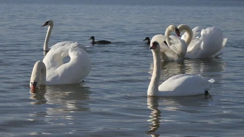 Swans. Video stock 117099874