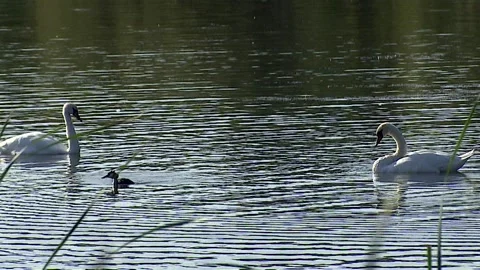 Swans Stock Footage 117313898
