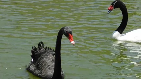 Swans Stock Footage 131819949