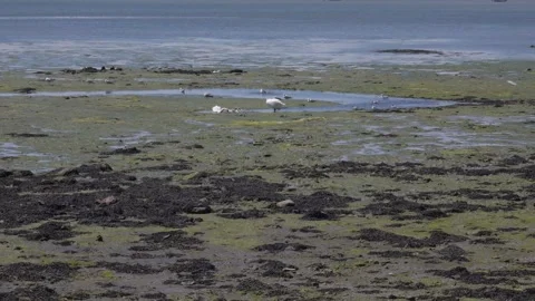 Swans Vídeos de archivo 132747406