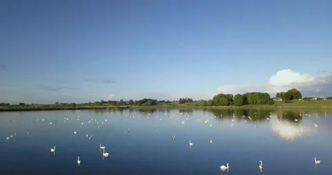 Swans Stock Footage 137443142