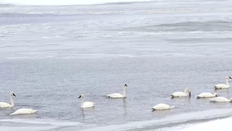 Swans Stock Footage 149161531
