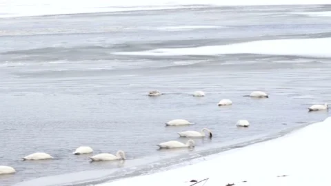 Swans Stock Footage 149161568