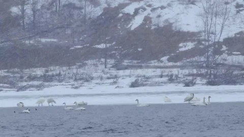 Swans Stock Footage 149161591