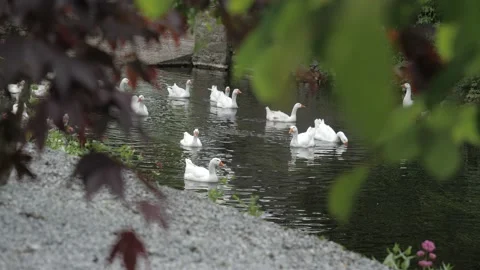 Swans 库存影片 154348554