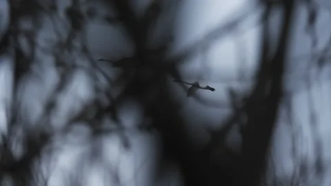 Swans Stock Footage 163660624