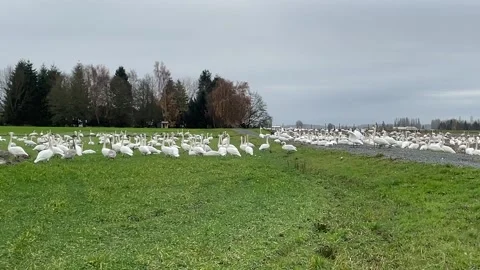 SWANS Stock Footage 167906293