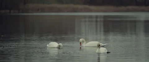 Swans Stock Footage 168440818