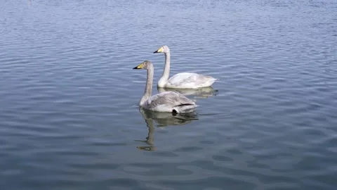 Swans Stock Footage 173122807