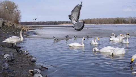 Swans Stock Footage 173406892