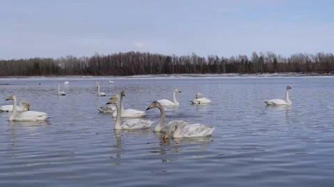 Swans Stock Footage 174593421
