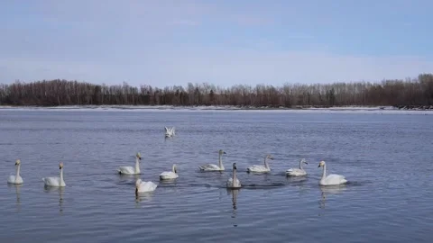 Swans Stock Footage 177386098